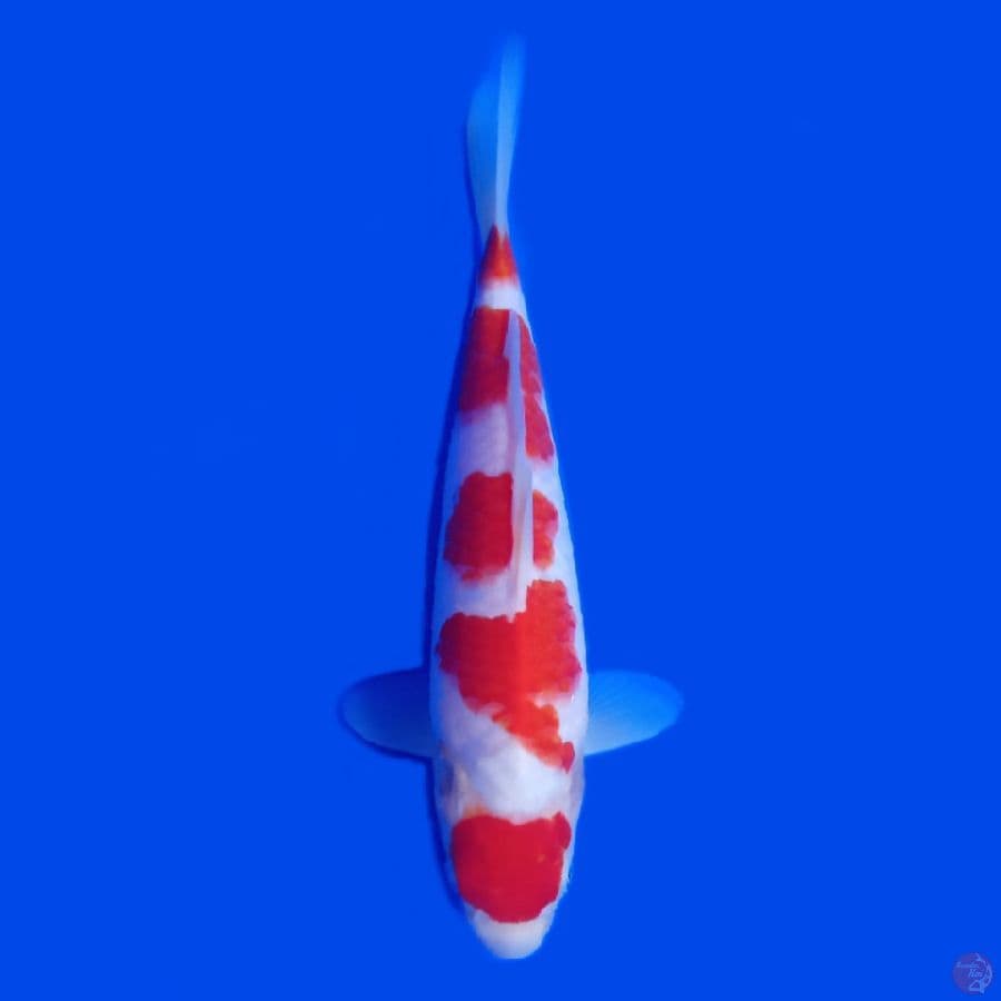 KOHAKU 27.Cm