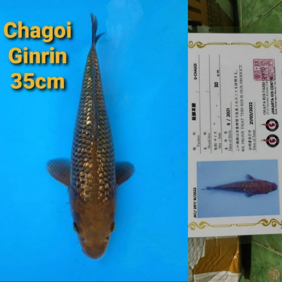 OGATA CHAGOI GINRIN 35CM