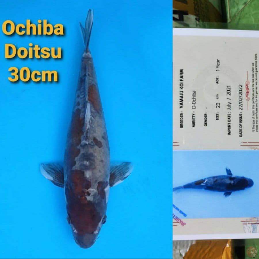YAMAJYU OCHIBA DOITSU 30CM