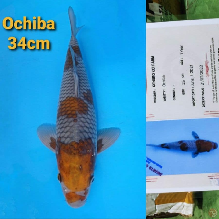 GENJIRO OCHIBA 34CM