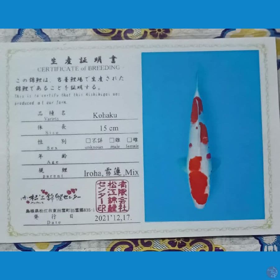 Iroha Kohaku Jumbo Sz 42cm