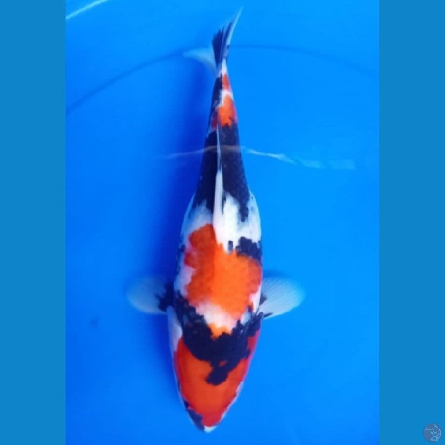 showa halus SB 29cm
