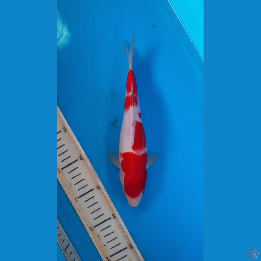 kohaku