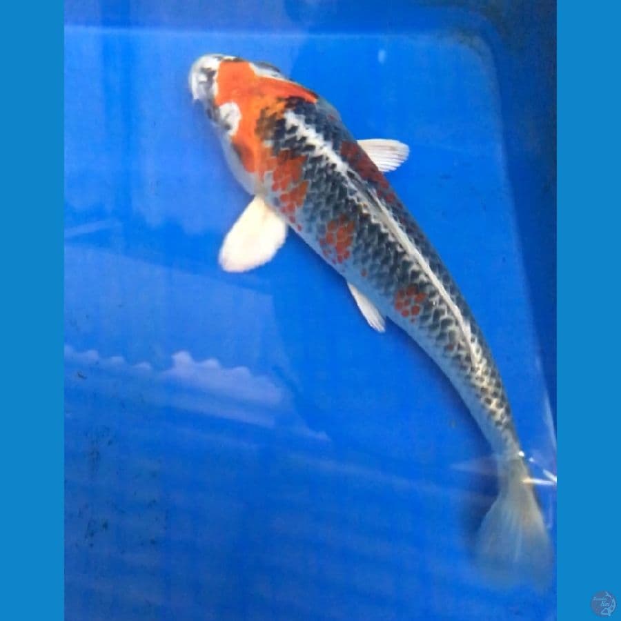 kujaku 22cm