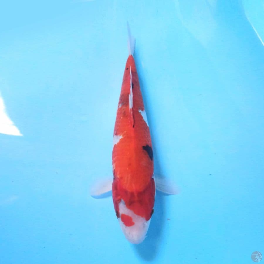 Showa 33 cm