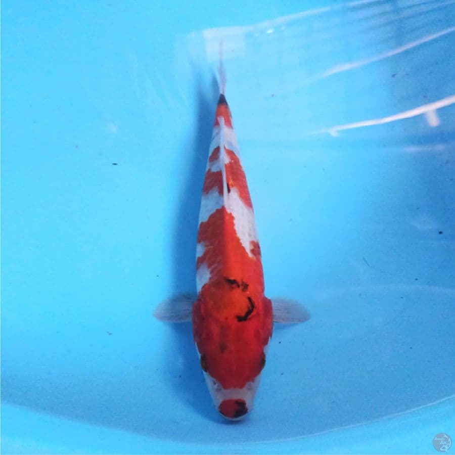 Showa 30 cm