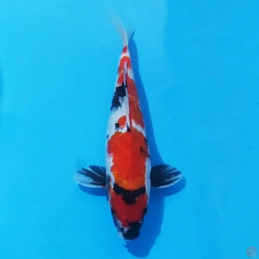 9. SHOWA SANSHOKU 28 CM FEMALE