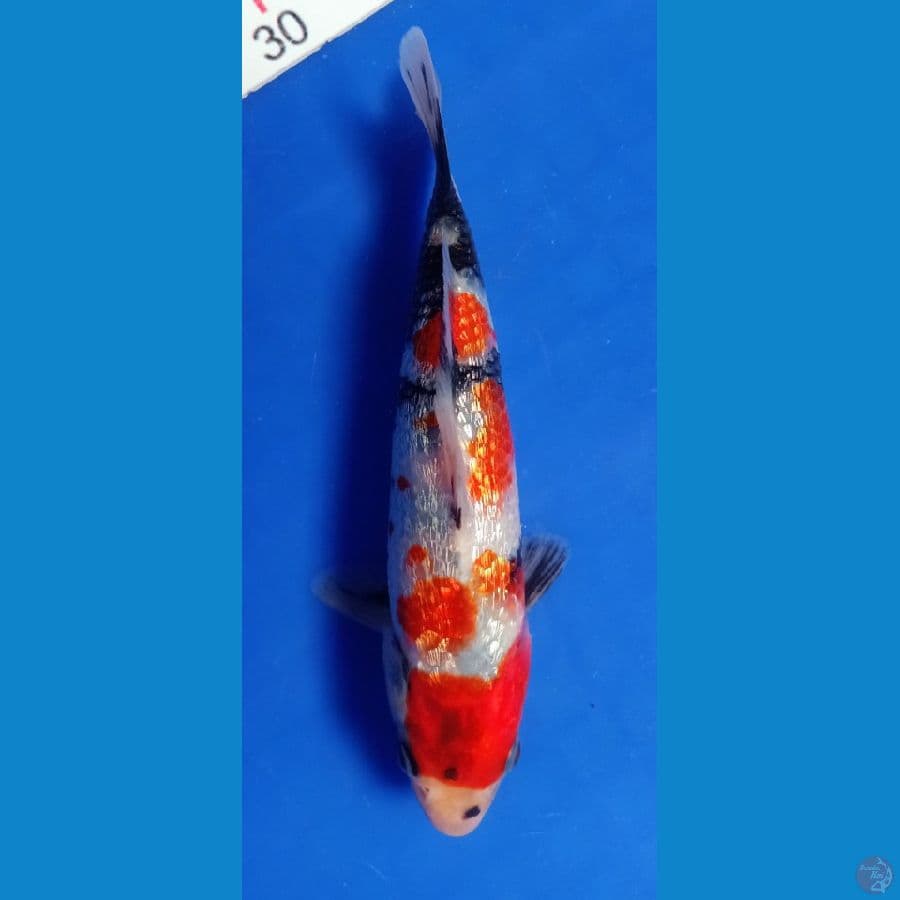 Showa gindrin 18cm