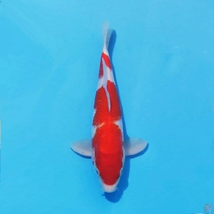 4. KOHAKU 25 CM FEMALE