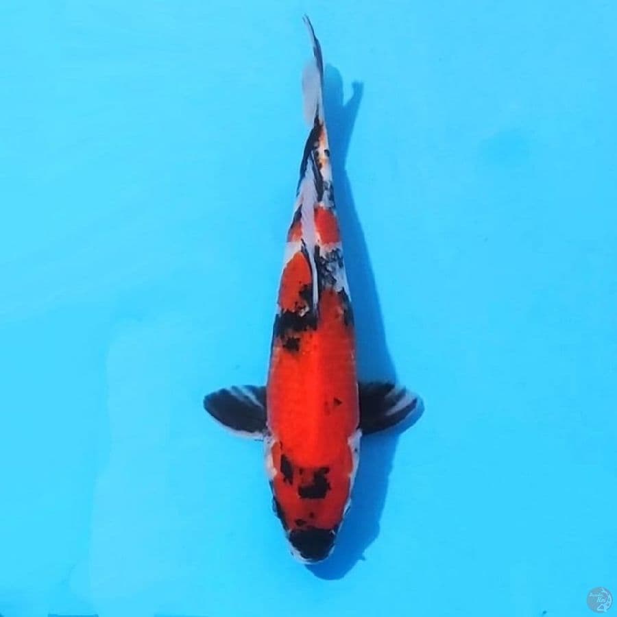 11. SHOWA SANSHOKU 28CM MALE