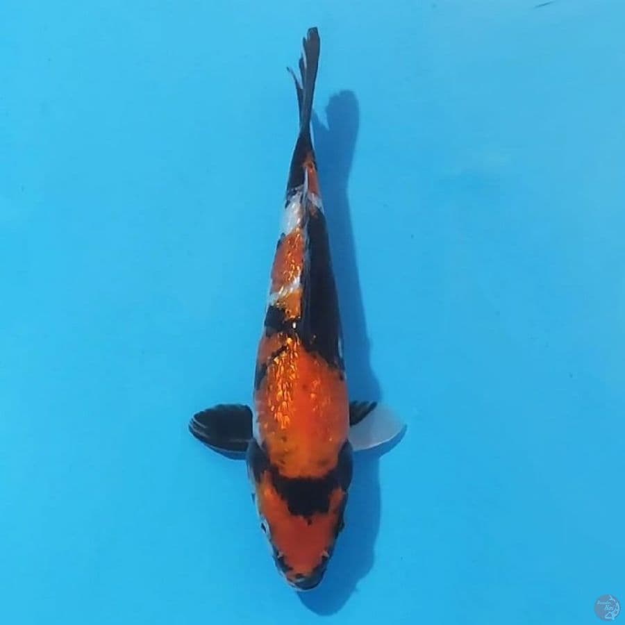 10. GINRIN SHOWA 24 CM FEMALE