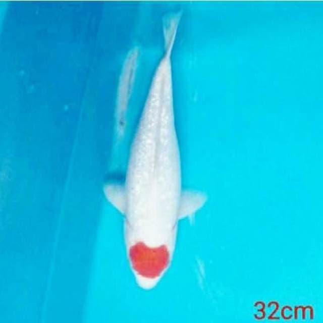 Tancho kohaku ginrin super merah 32cm bagus