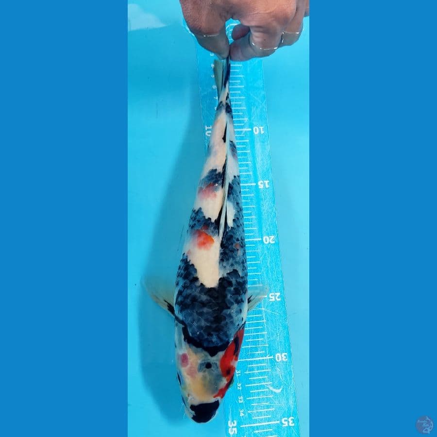 F1 SHOWA 32cm F