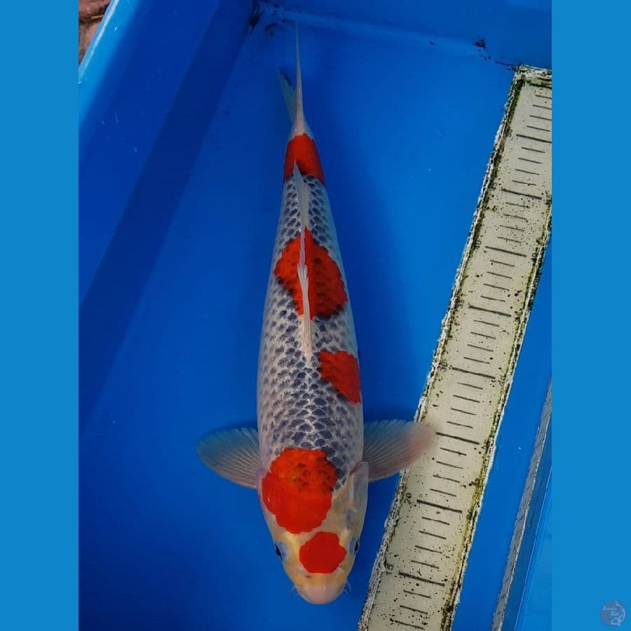 SQ RED GOSHIKI 43 cm