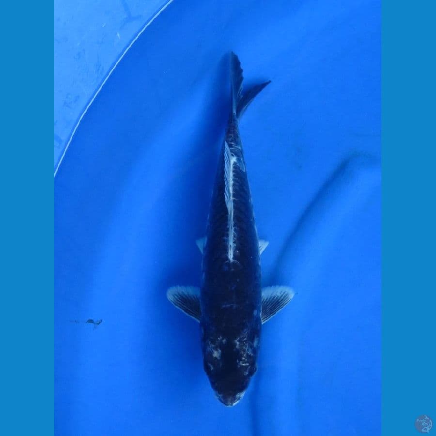 33cm - black kabuto