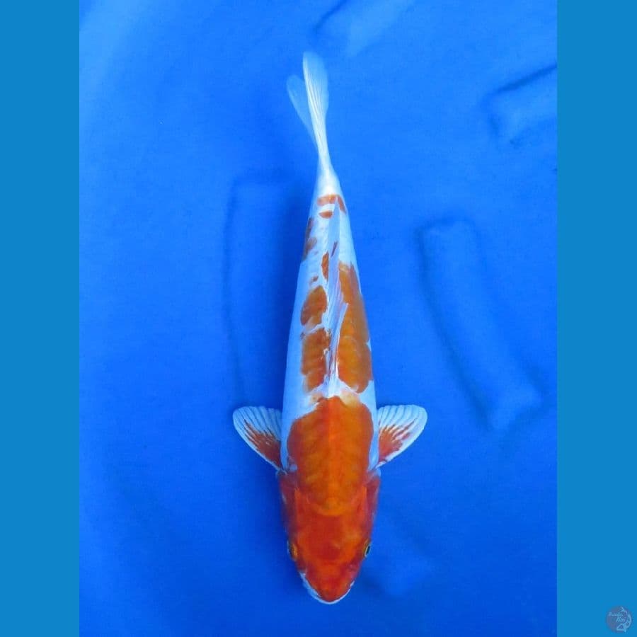 37cm - Jumbo Kinkusui