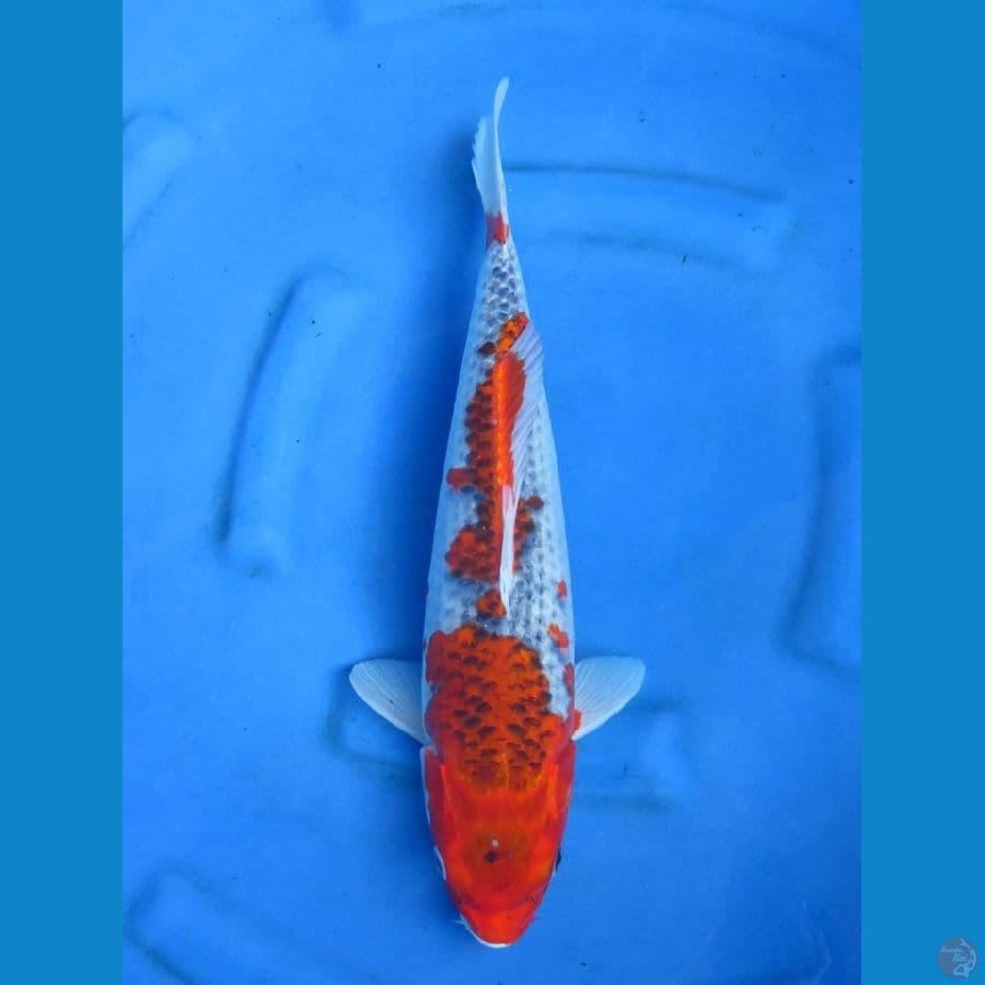 41cm - Jumbo goshiki