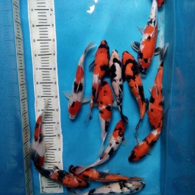 Mix koi 14 ekor