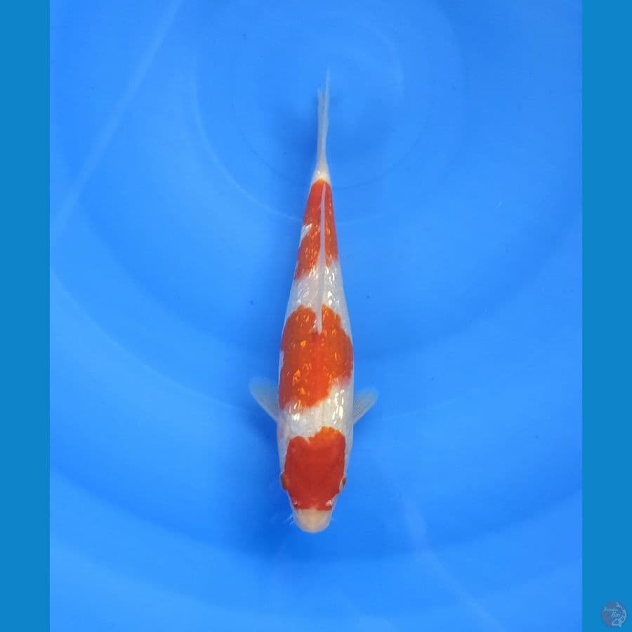 Kohaku gindrin 22 cm