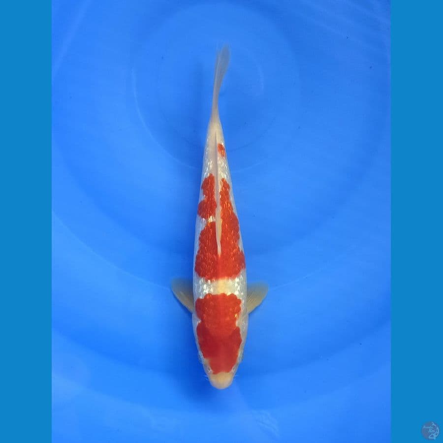 Kohaku gindrin 24 cm
