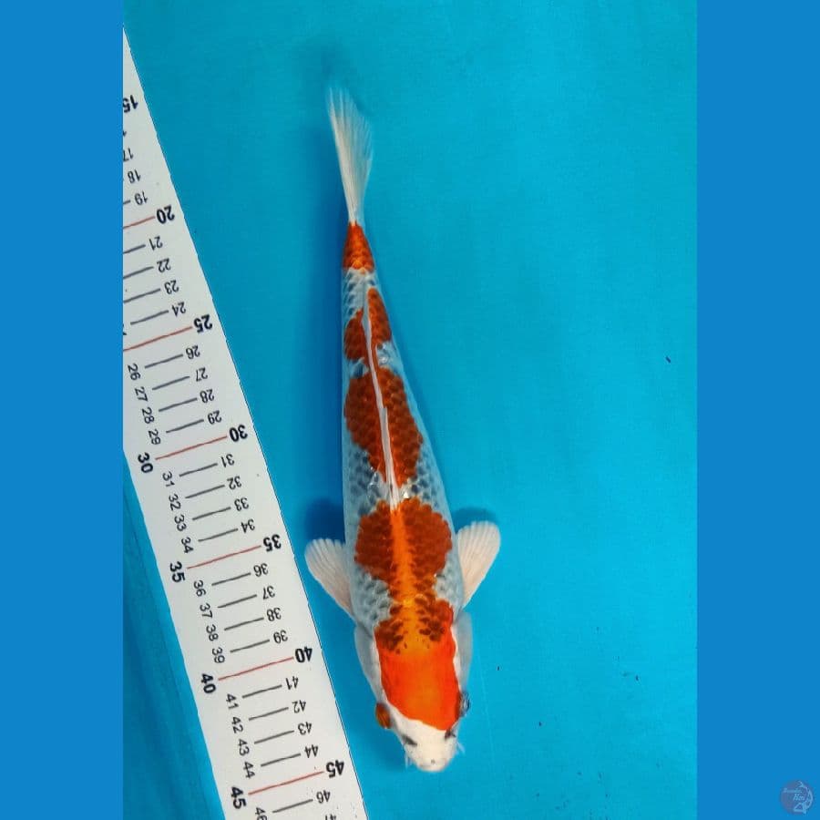 Kujaku size 27 cm