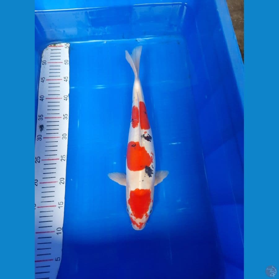 Sanke doitsu F40 cm