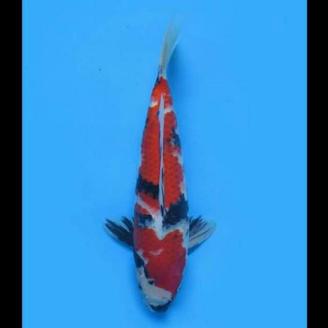 37cm Male - Showa Sanshoku F1