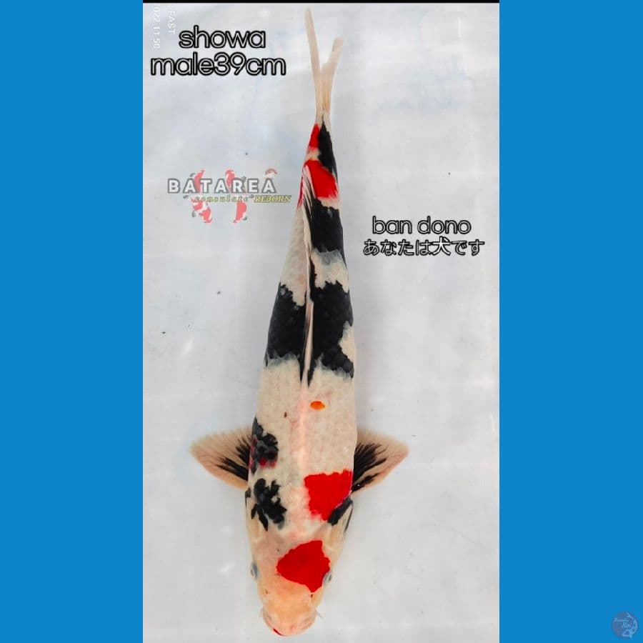 showa jantan warna pekat