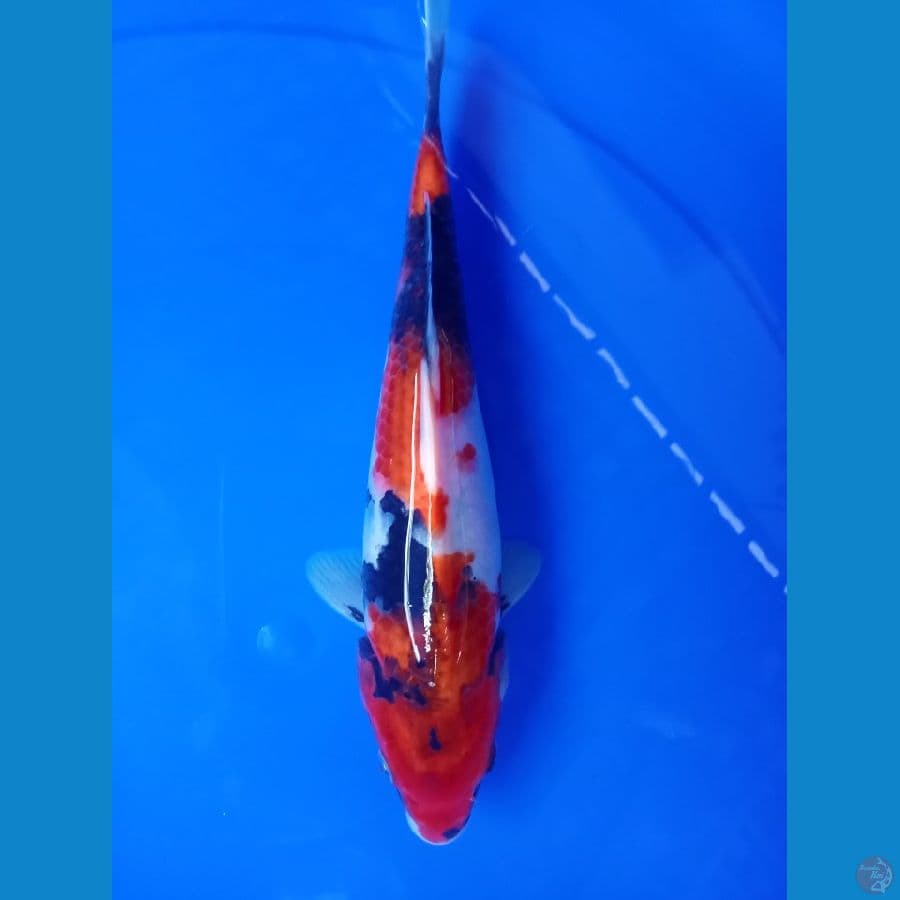 showa 25cm