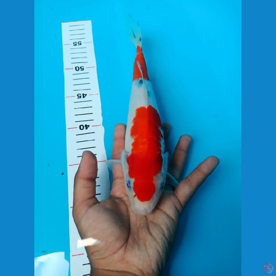 Sanke 27cm