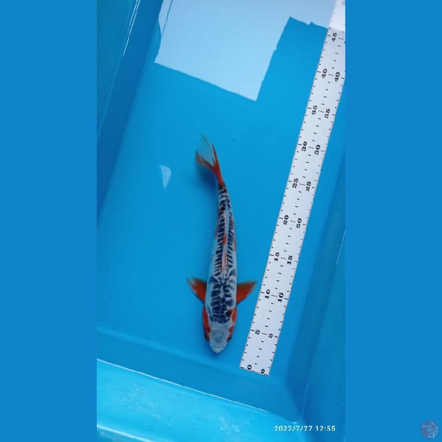 SHUSUI~ 28 CM