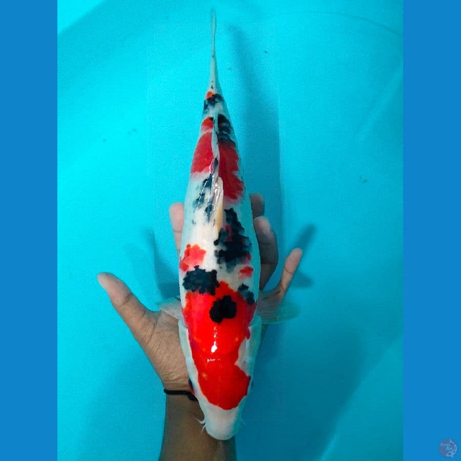 HQ Sanke Male-35cm