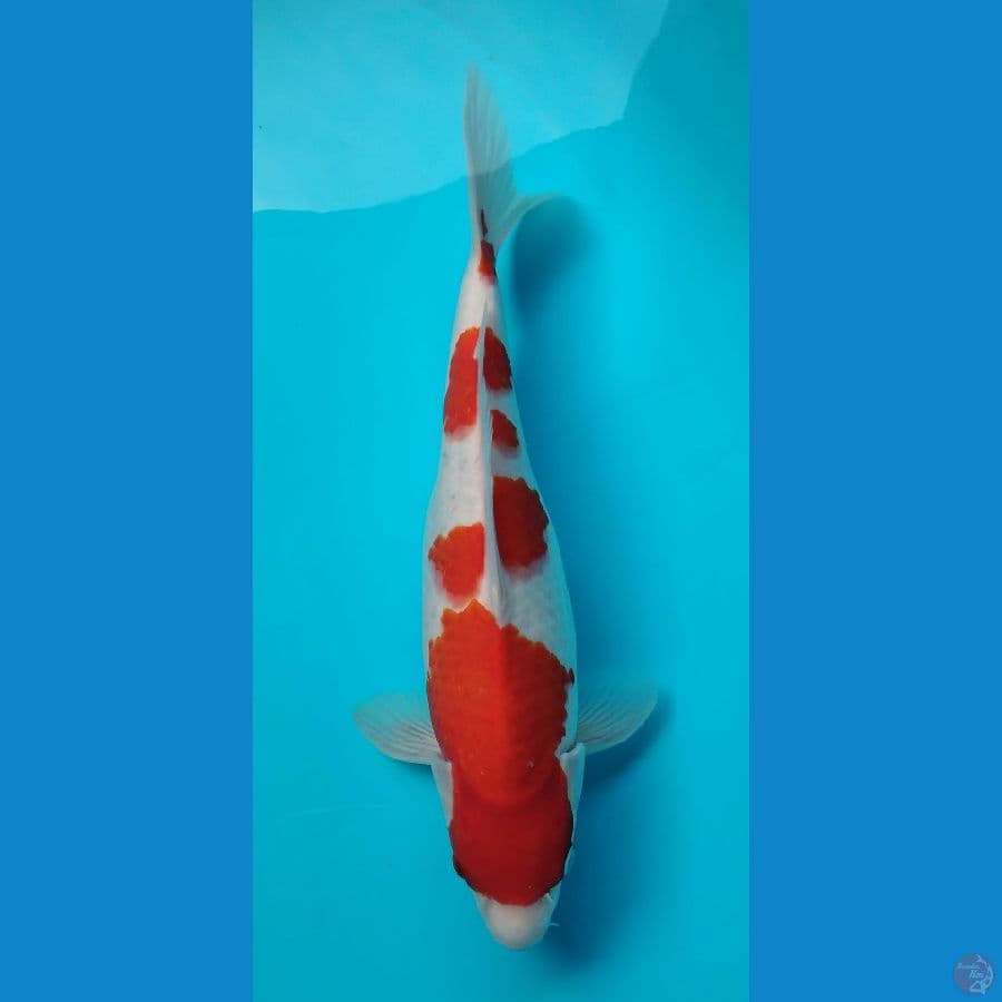 hq kohaku 36 cm