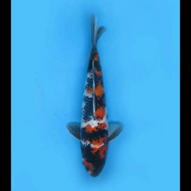30cm Male - Showa Patern Unique