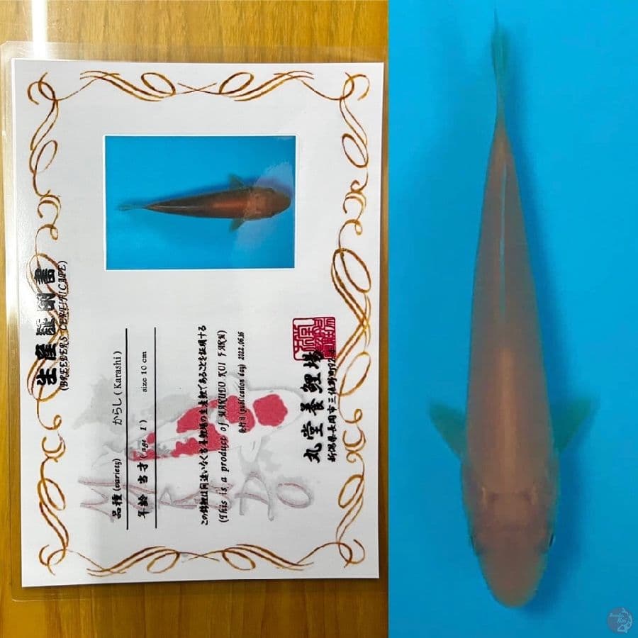 KARASHI IMPORT MARUDO 15BU