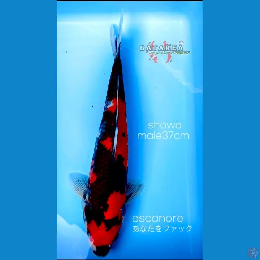 showa red jantan
