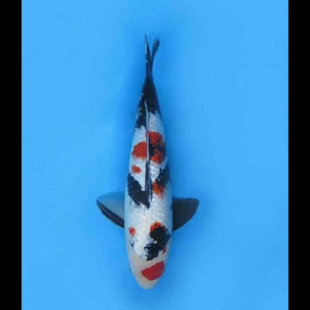 37cm - F1 Showa Full Ginrin