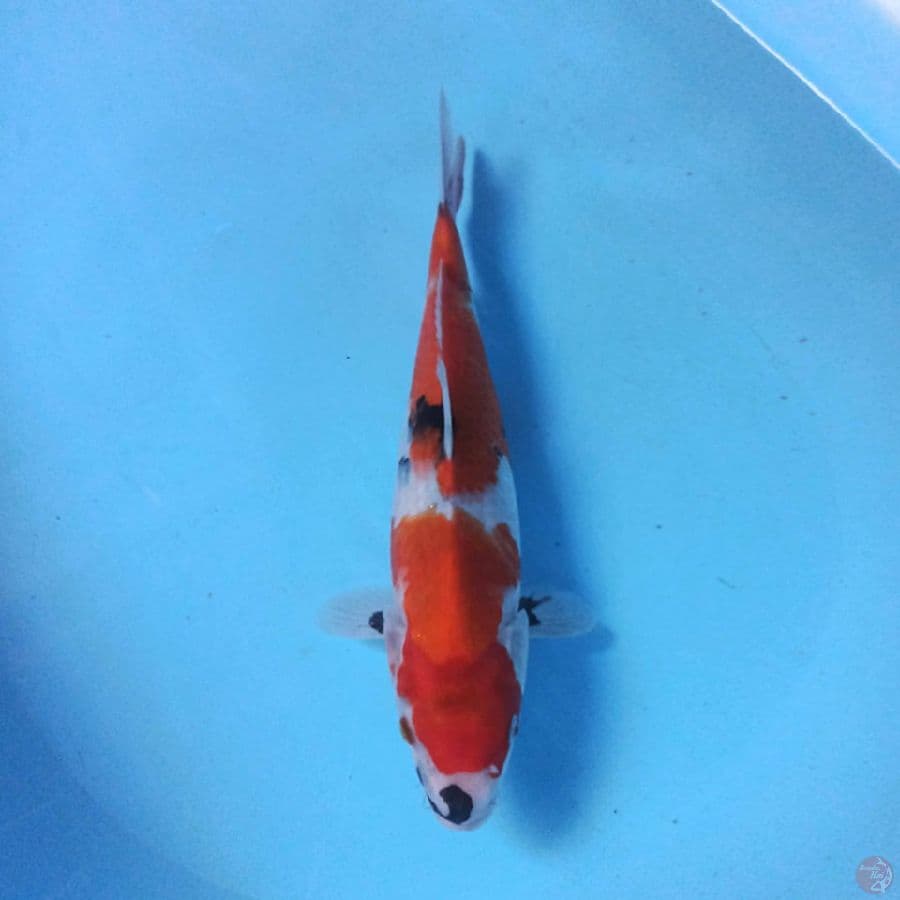 30cm Showa Tetegoi Motogoro F1