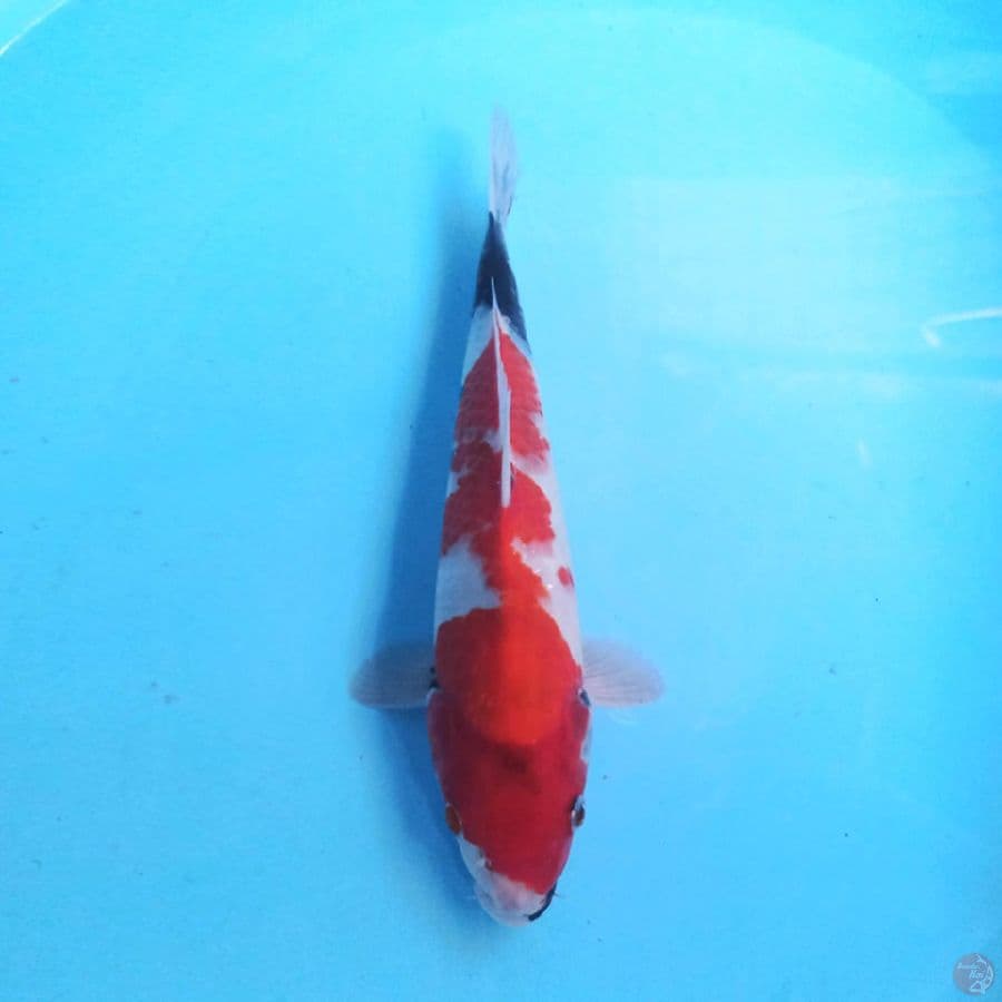 Showa HQ F1 30cm