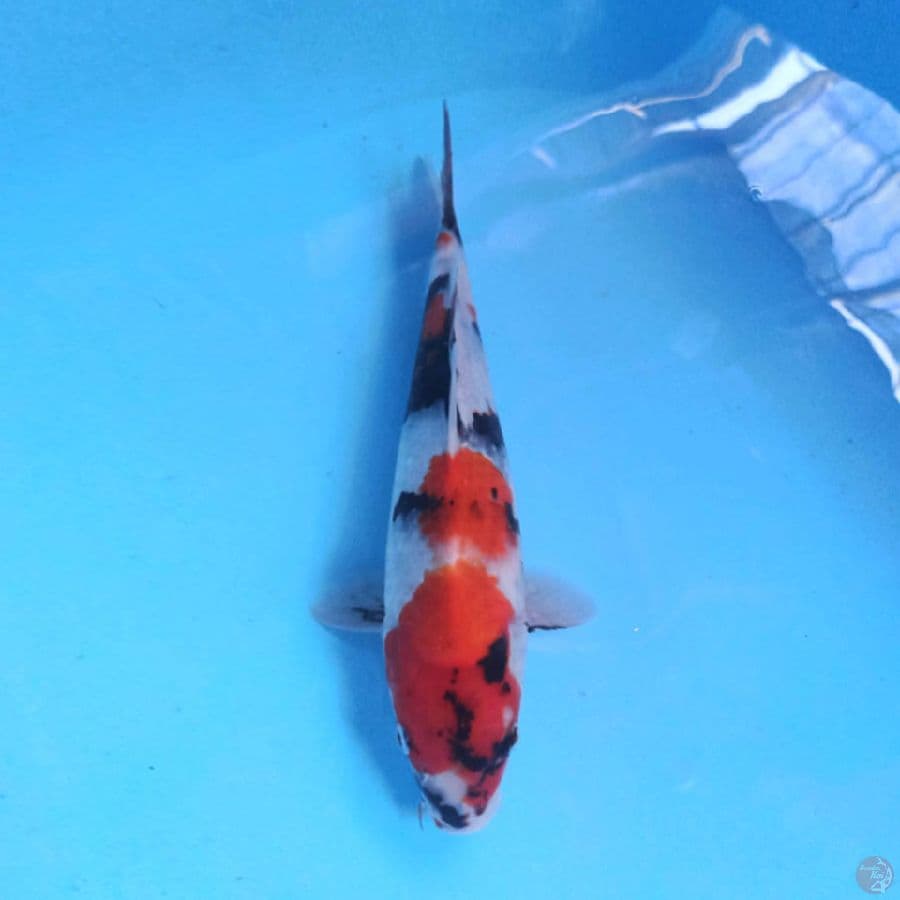 Kindai showa F1 28cm