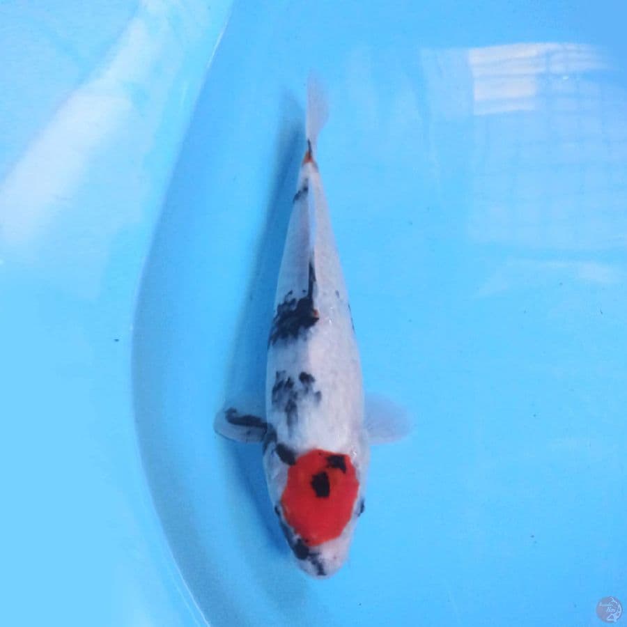 Tancho Showa F1 27cm