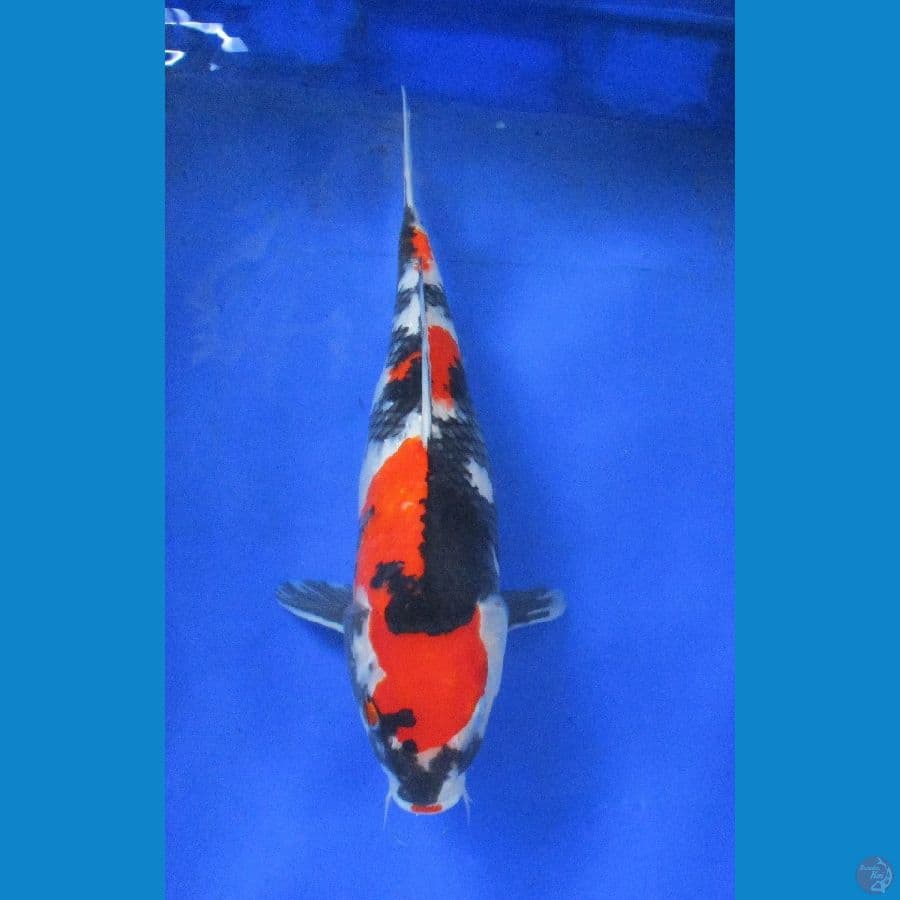 showa sansoku ±37cm