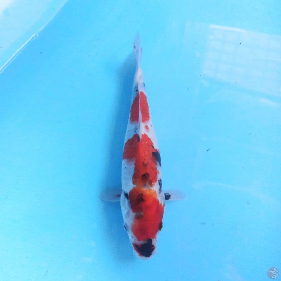 Kindai Showa Motogoro F1 27cm