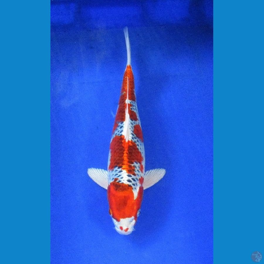kujaku ±35cm