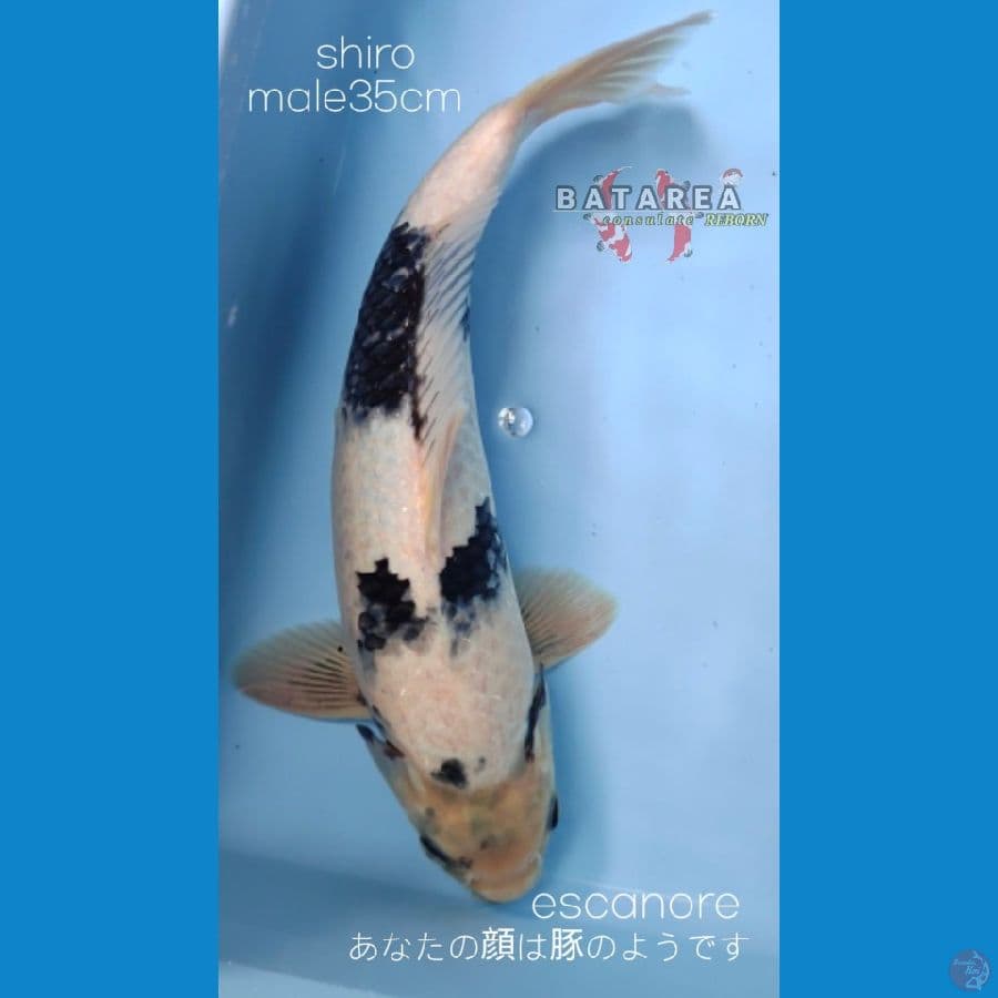 shiro jantan