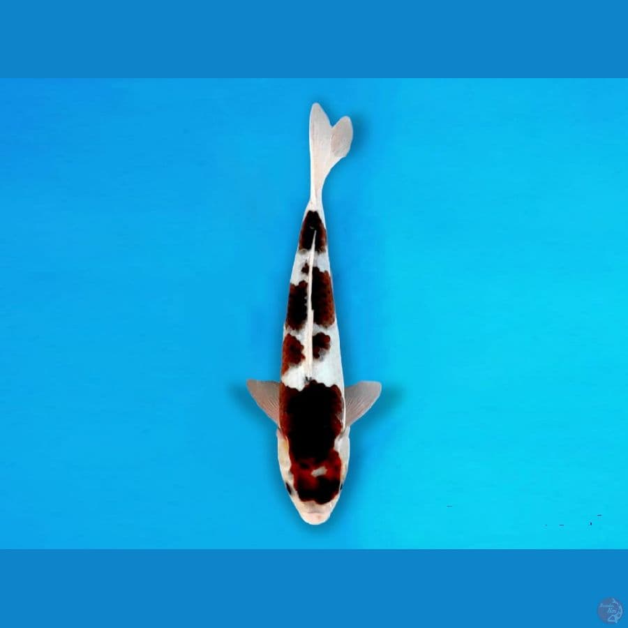 BUDO GOROMO 30CM / FEMALE