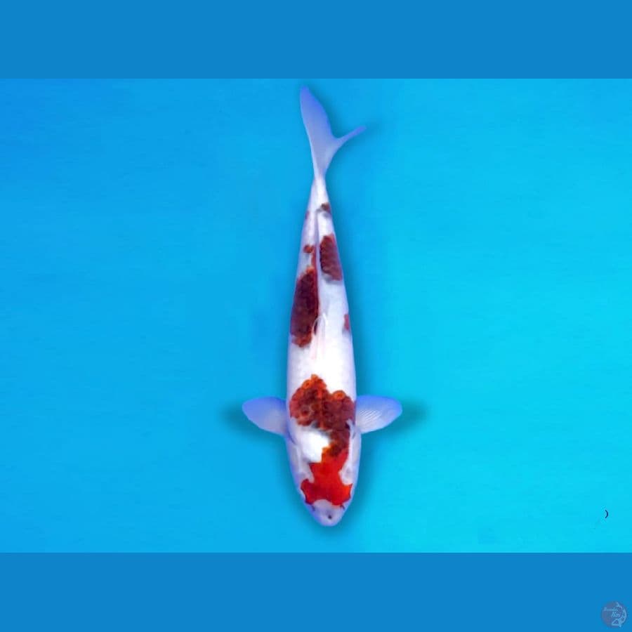 AIGOROMO 35CM / FEMALE