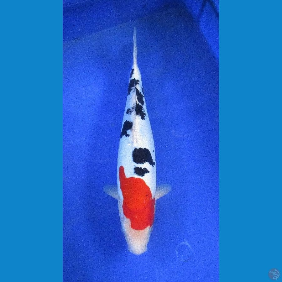 doitsu sanke ±35cm