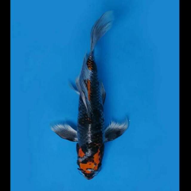 38cm Male - Kumpay Antik