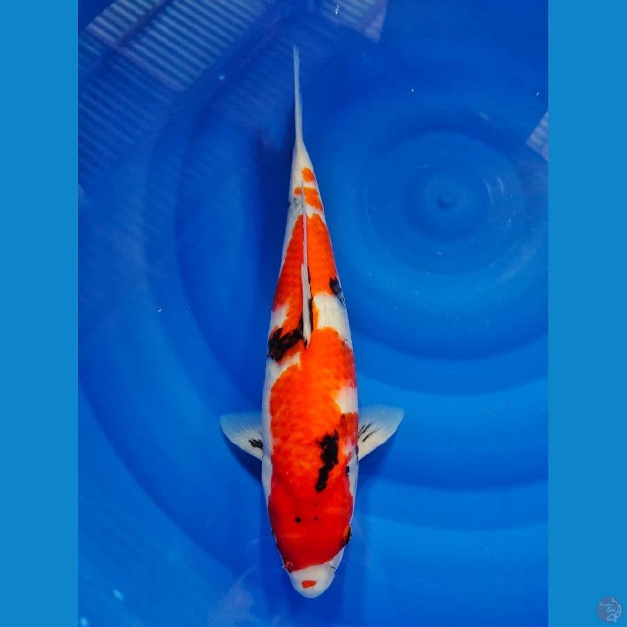 showa 39cm